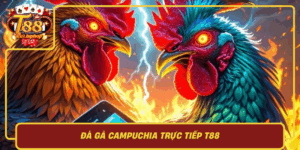 Da Ga Campuchia Truc Tiep T88