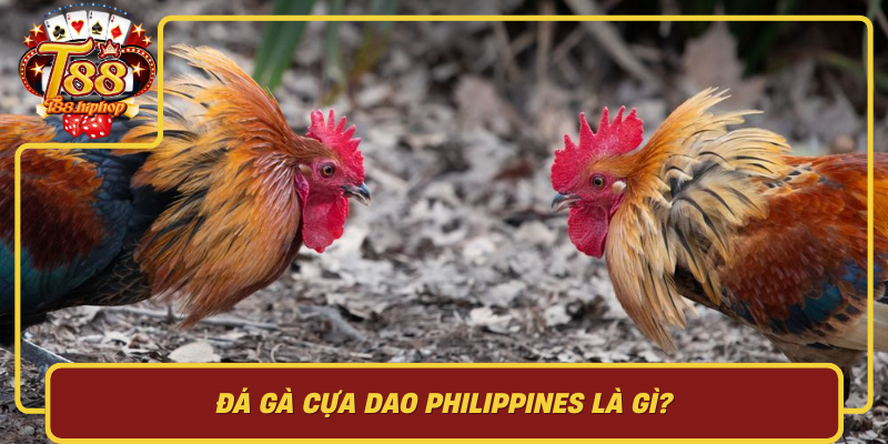 Đá Gà Cựa Dao Philippines Là Gì