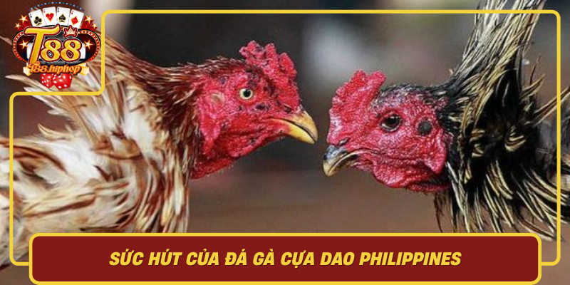 Sức Hút Của Đá Gà Của Đảo Philippines: Truyền Thống, Cảm Xúc Và Tính Kịch Tính